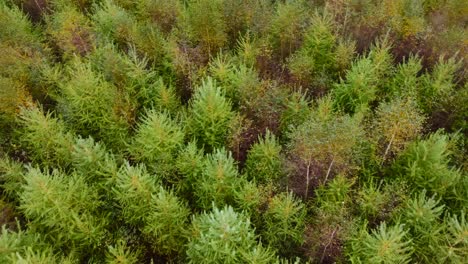 Blumenkräuterpflanzengarten-Am-Wald---Von-Oben-Nach-Unten-Rotierende-Luftaufnahme