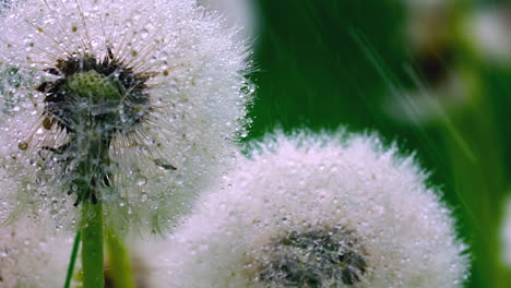 dandelions with dew drops