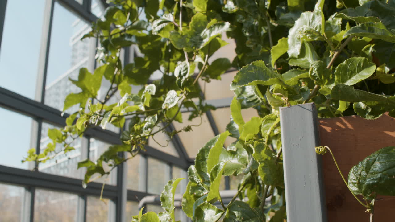 溫室內部的溫室