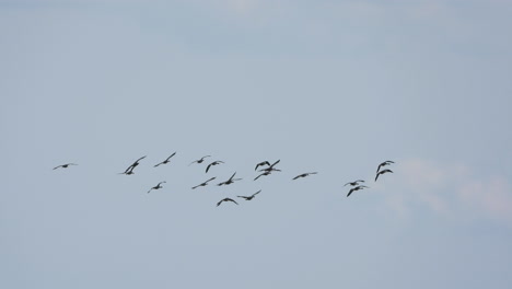 Herde-Von-Kanadagänsevögeln,-Die-Am-Himmel-Fliegen-Und-Kreisen