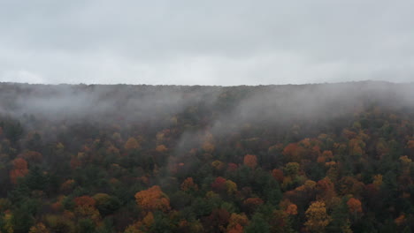 birds flying from foggy autumn tree tops