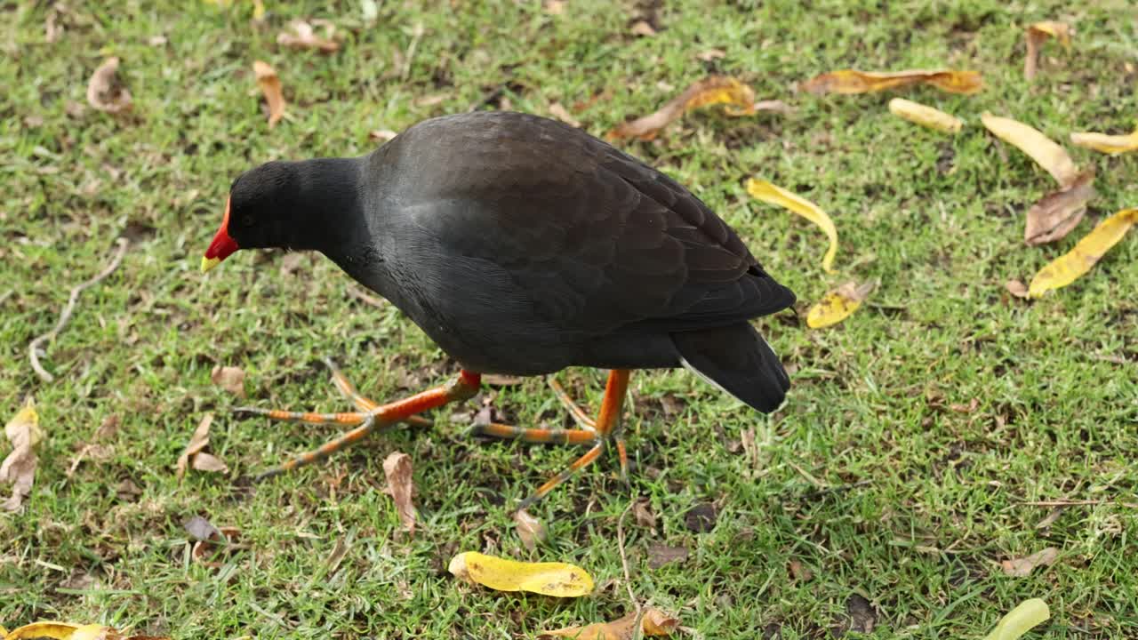 Una gallinella d'acqua comune che cammina e cerca cibo sull'erba.