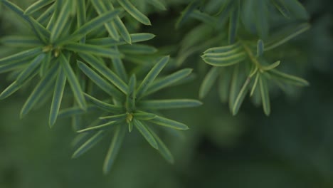 soft focus view of lush green plant with pointy leaves