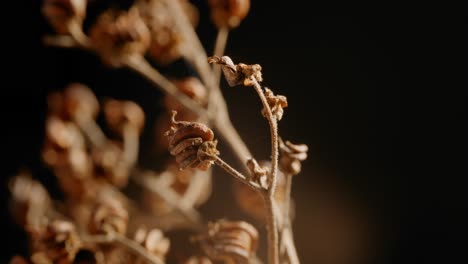 circular close up shot of distinctive type of dried plants