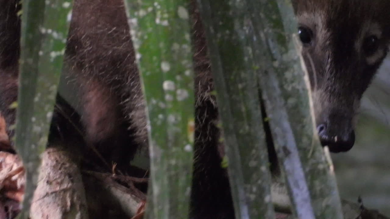 coatí gentil explorando y buscando comida escondiéndose detrás de la rama de un árbol tupido