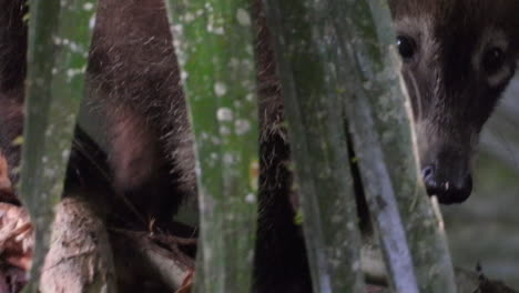 gentle coati exploring and searching for food hiding behind bushy tree branch