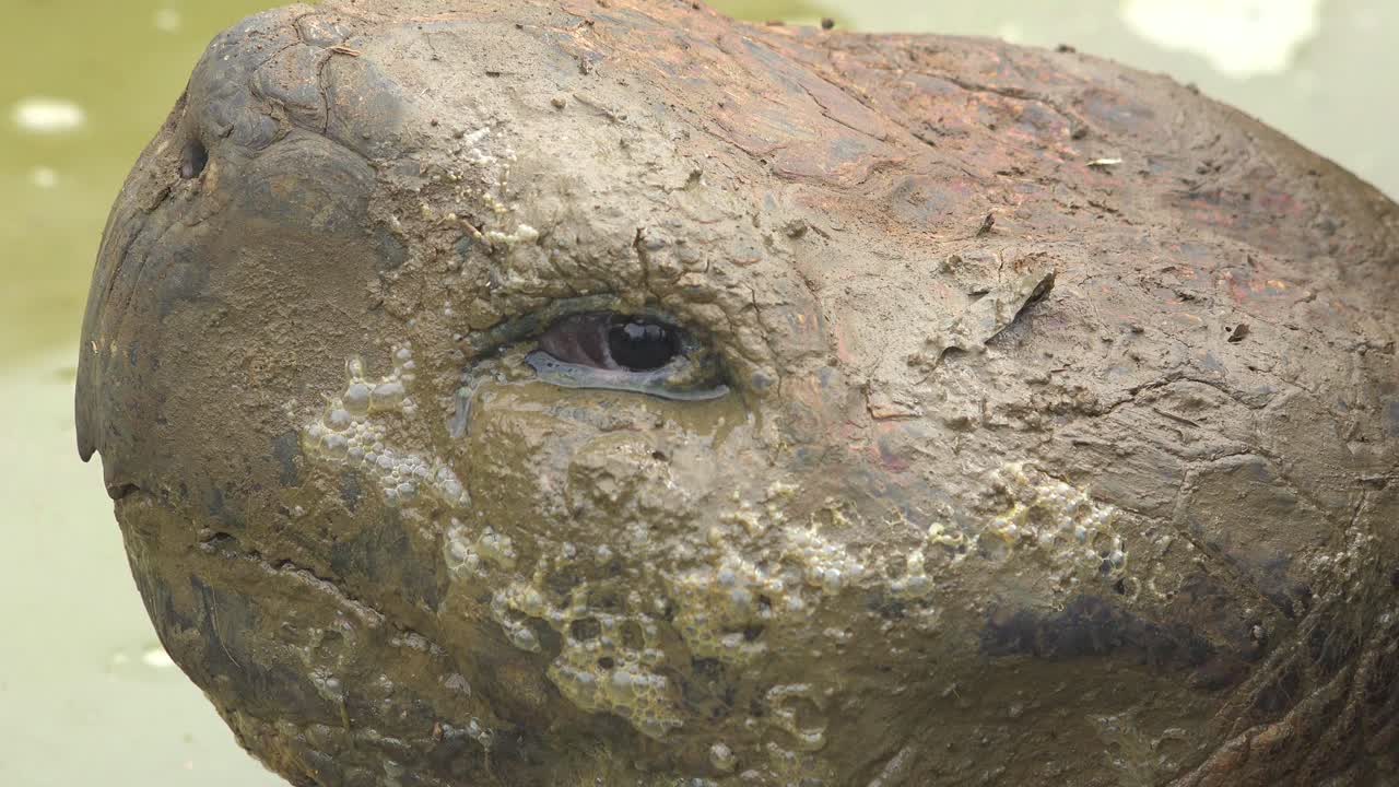 экстремальный крупный план грязной морды гигантской сухопутной черепахи на галапагосских островах эквадор