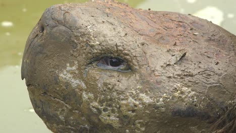 extreme close up of the muddy face of a giant land tortoise in the galapagos islands ecuador