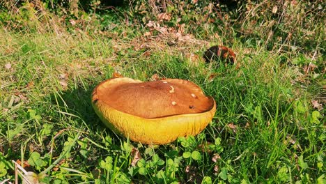 low point of view of an orange oak bolete growing on a grass verge