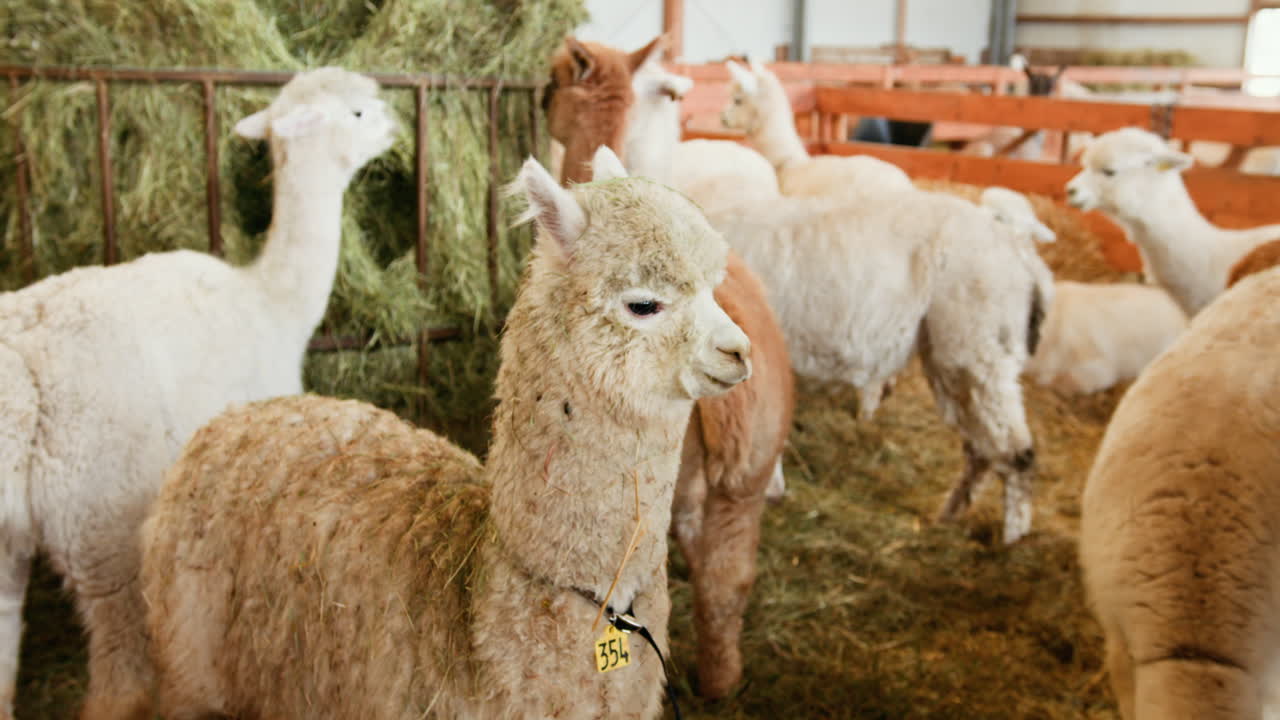 стадо альпак в амбаре