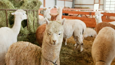 rebaño de alpacas en un granero
