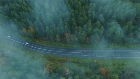 Misty Forest Road with Cars