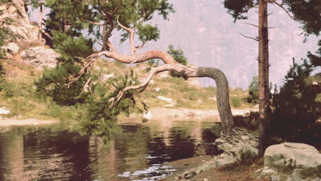 a lone pine tree bends over a lake in a forest