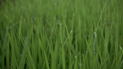 The-needle-dragonfly-or-Zygoptera-is-also-called-damselfly-on-the-leaves-of-rice-video