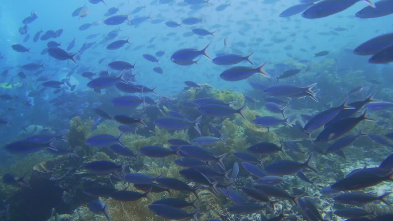 먹이를 찾기 위해 해저를 스캔하는 fusilier 물고기의 폭발