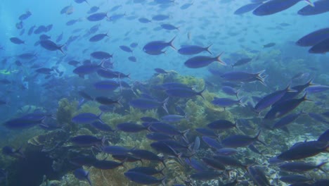 una explosión de peces fusileros escaneando el fondo del mar en busca de comida