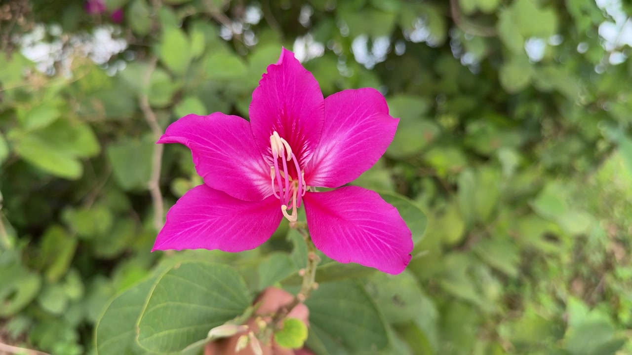 Fiore di Bauhinia rosa vivace che sboccia in un giardino