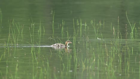 horned grebe duckling swimming alone through sparse lake grass on pond in norway.