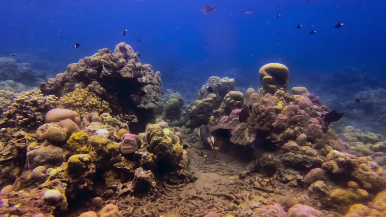 toma submarina de mano de titan ballesta en los arrecifes de coral y rodeada de agua azul clara y otros peces