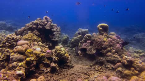 Handheld-underwater-shot-of-titan-triggerfish-in-the-coral-reefs-and-surrounded-by-clear-blue-water-and-other-fish