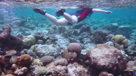 snorkeler coral reef in the maldives