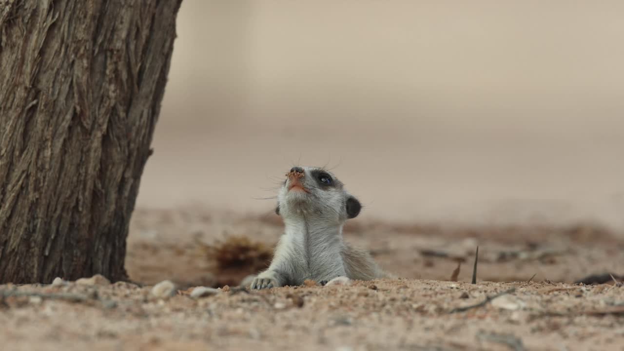 Mezza figura di un suricato sdraiato a terra che guarda in su, Kgalagadi Transfrontier Park
