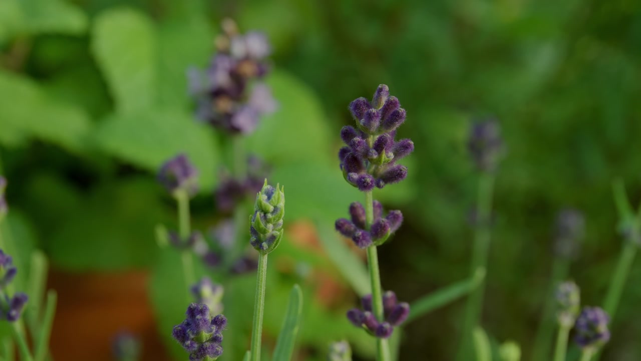 English Lavender (Lavandula angustifolia) Blooming In A Field Against A Blurry Backdrop. Selective Focus Shot