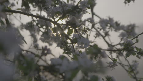 slowmotion shot of white flowers in the morning with some dew on them and the sun shining through the branches and leafs log