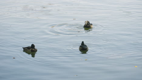 tufted ducks preening themselves while swimming in calm water surface