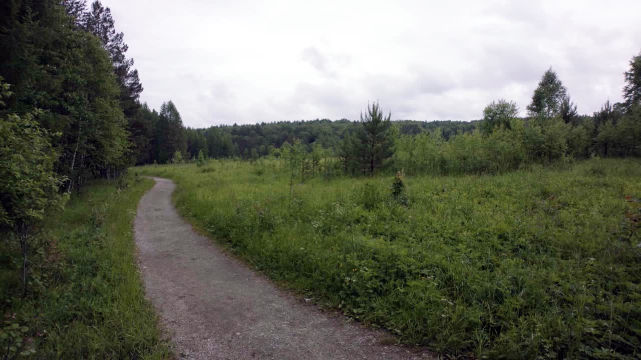sendero forestal a través de un prado cubierto de hierba