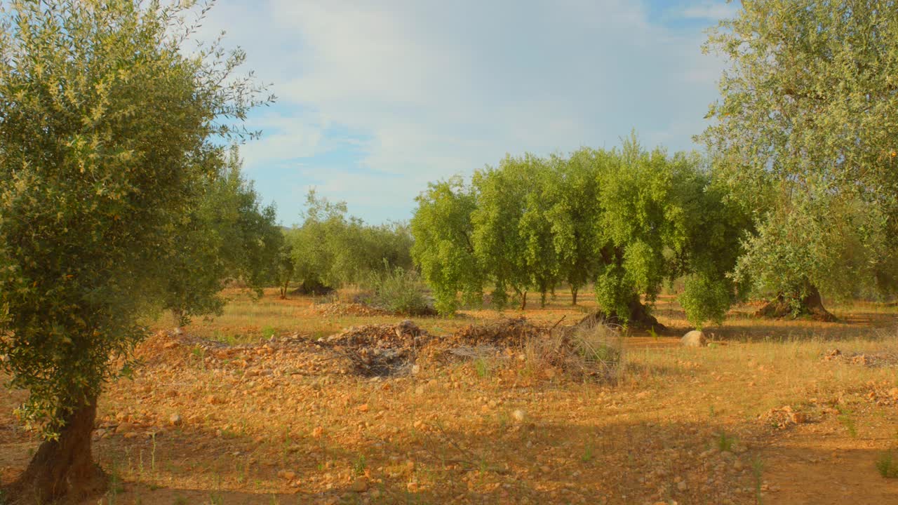 Ancient "millenary" olive trees on sunny day. Spain