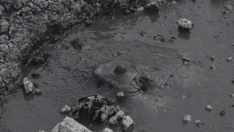 boiling hot geothermal volcanic mud pool, closeup shot steamy lake bubbling mud and steam