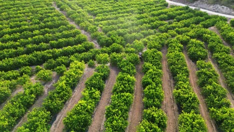 anonymous farmer driving tractor spraying pesticide on lemon trees