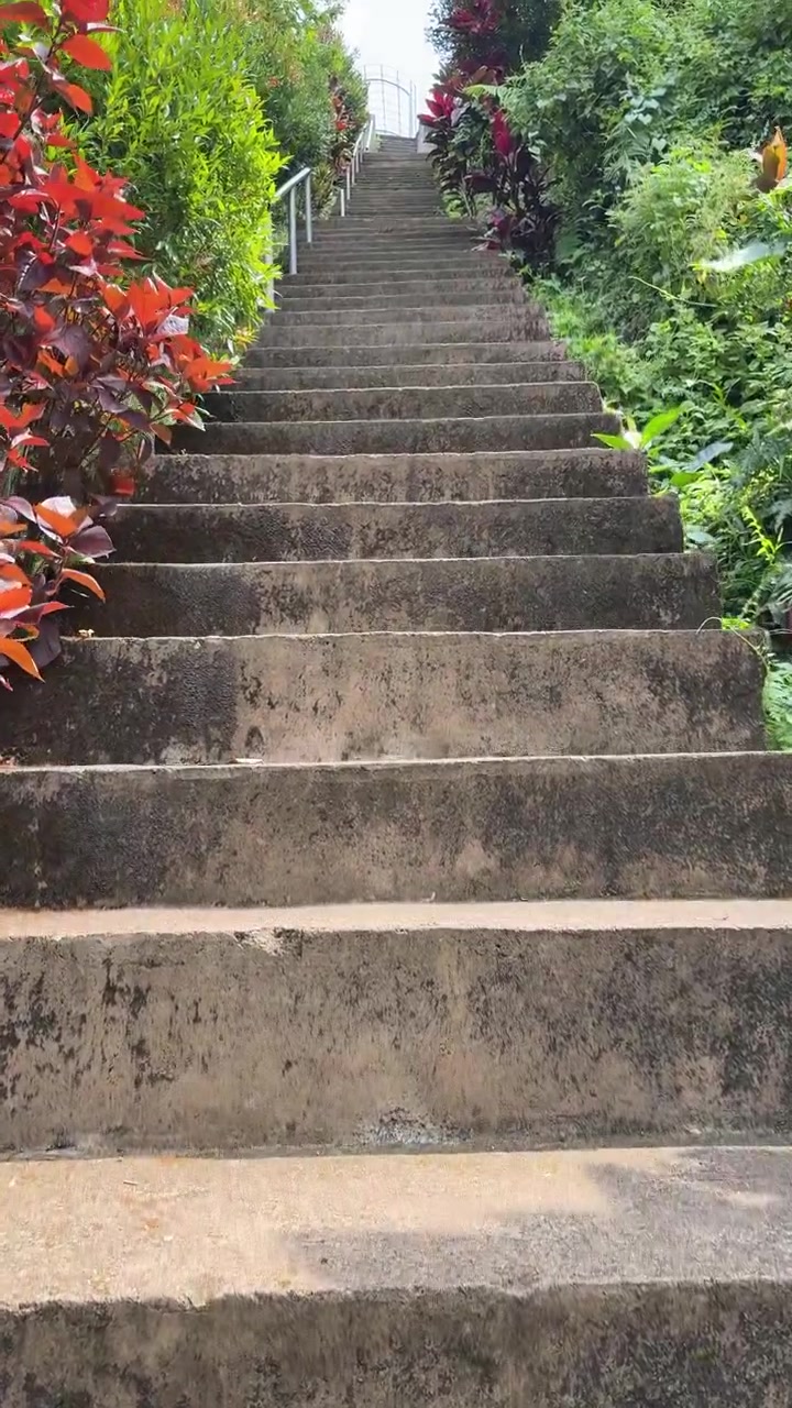 Steep Concrete Staircase Surrounded by Lush Tropical Foliage