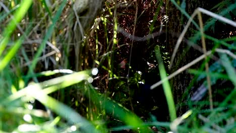 a glimpse of a new zealand native south island takahe bird with large, bright red beak hiding in the undergrowth grasslands