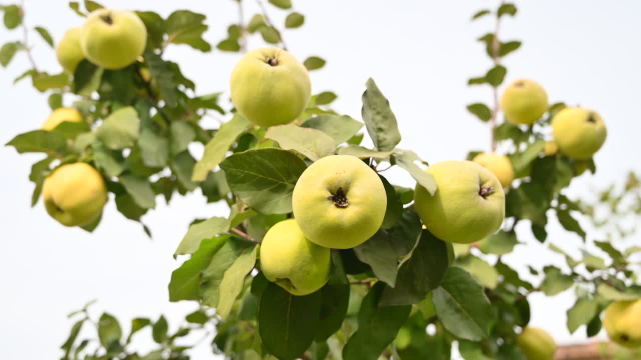 Ripe quince fruits on the tree
