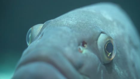 close up shot of a fishes eyes with sun rays shinning and reflecting on him