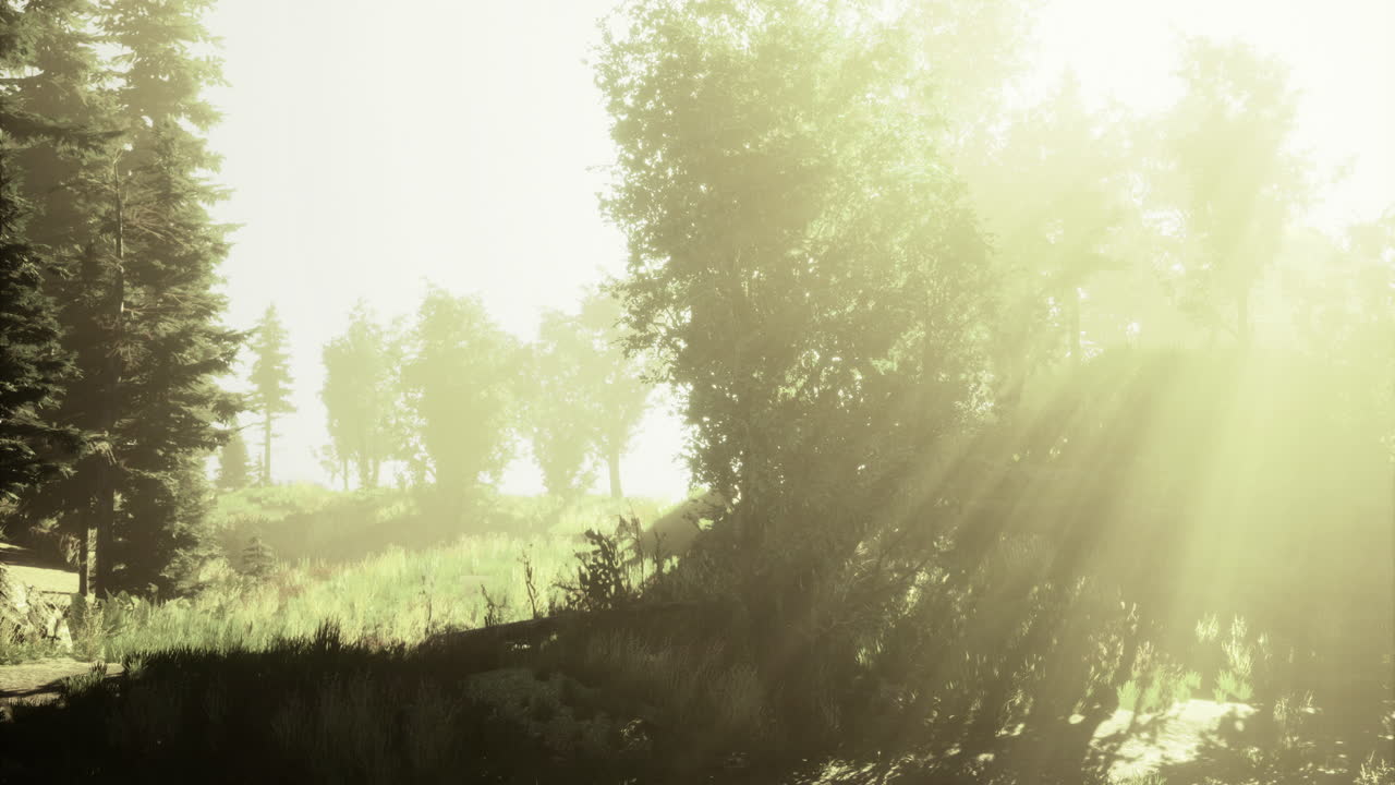 빛 이 이른 아침 에 조용 한 숲 의 나무 들 을 가로질러 필터링