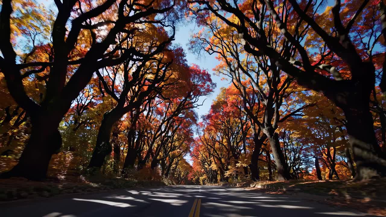 Video captures a scenic drive through a tunnel of vibrant autumn trees, using a low-angle shot