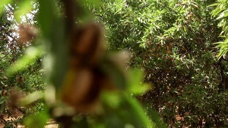 Almonds on tree ready for harvesting