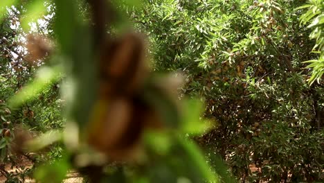 almonds on tree ready for harvesting