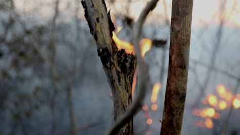 Fire-burns-a-tree-branch-in-a-wildfire-in-a-forest-in-the-Brazilian-Cerrado---pedestal-up-view