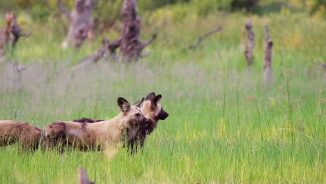 A-pack-of-African-Wild-Dogs-roaming-around-the-tall-grass-in-the-Okavango-Delta-grasslands