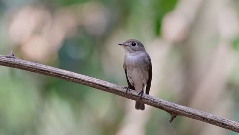 the asian brown flycatcher is a small passerine bird breeding in japan, himalayas, and siberia