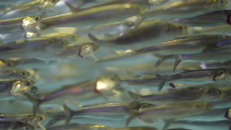 school of anchovy swim past while feeding
