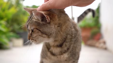 person's hand petting head of its tabby cat. - close up