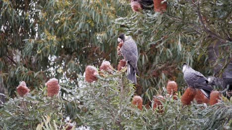 endangered animal species carnaby cockatoo in australia