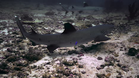 tiburón de arrecife de punta blanca en el arrecife de coral