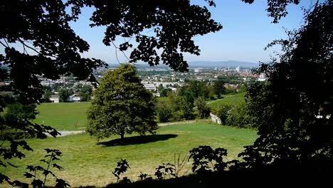 Blick-Vom-Wald-Auf-Einen-Großen-Baum,-Im-Hintergrund-Die-Stadt-Freiburg