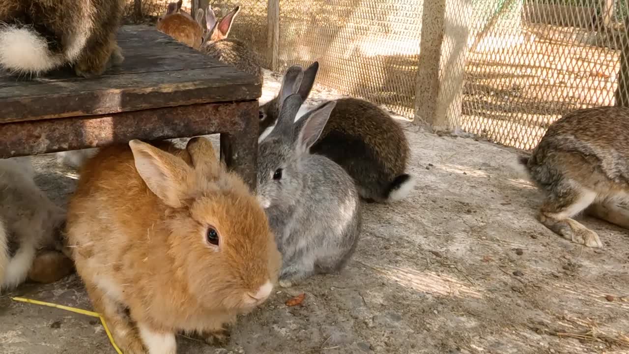 A group of rabbits relaxes under a shaded wooden structure, displaying calm and social behavior.